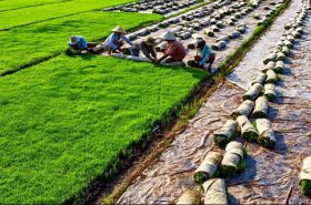 Sóc Trăng: Sản lượng xuất khẩu gạo tăng, nhưng giá trị xuất khẩu giảm